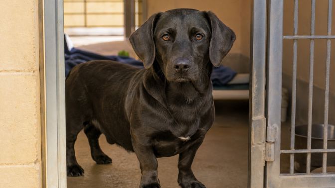 Long-bodied black dog with a Labrador-style head looking out from a shelter kennel