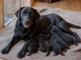 Labrador Retriever mother resting beside a litter of short-legged black puppies on a blanket