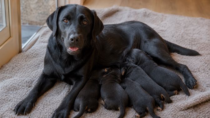 Labrador Retriever mother resting beside a litter of short-legged black puppies on a blanket