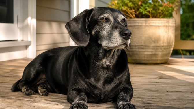An older Dachshund Lab mix with a graying muzzle lying on a porch in the sun