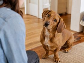 Alert brown dog with drop ears tilting its head while watching its owner