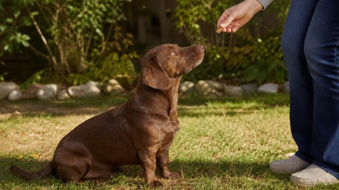 A brown Dachshund Lab mix sitting on grass and watching a person who holds a treat