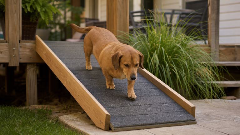 A low, long-bodied Dachsador walking down a backyard ramp from a deck